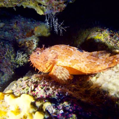 Scorbionfish