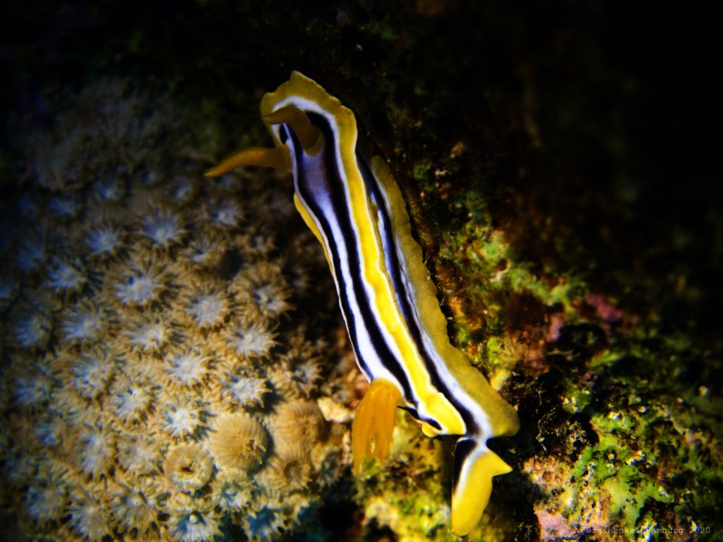 Pyjama Chromodoris